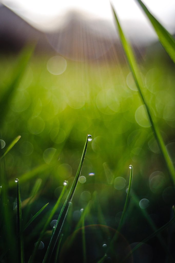 grass, background, raindrop-4050336.jpg